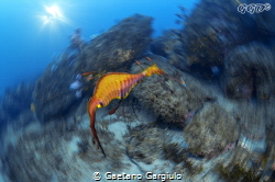 Weedy sea dragon double exposure by Gaetano Gargiulo 